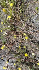 Leucospermum prostratum