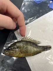 Lepomis gulosus