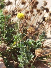 Anthemis maritima
