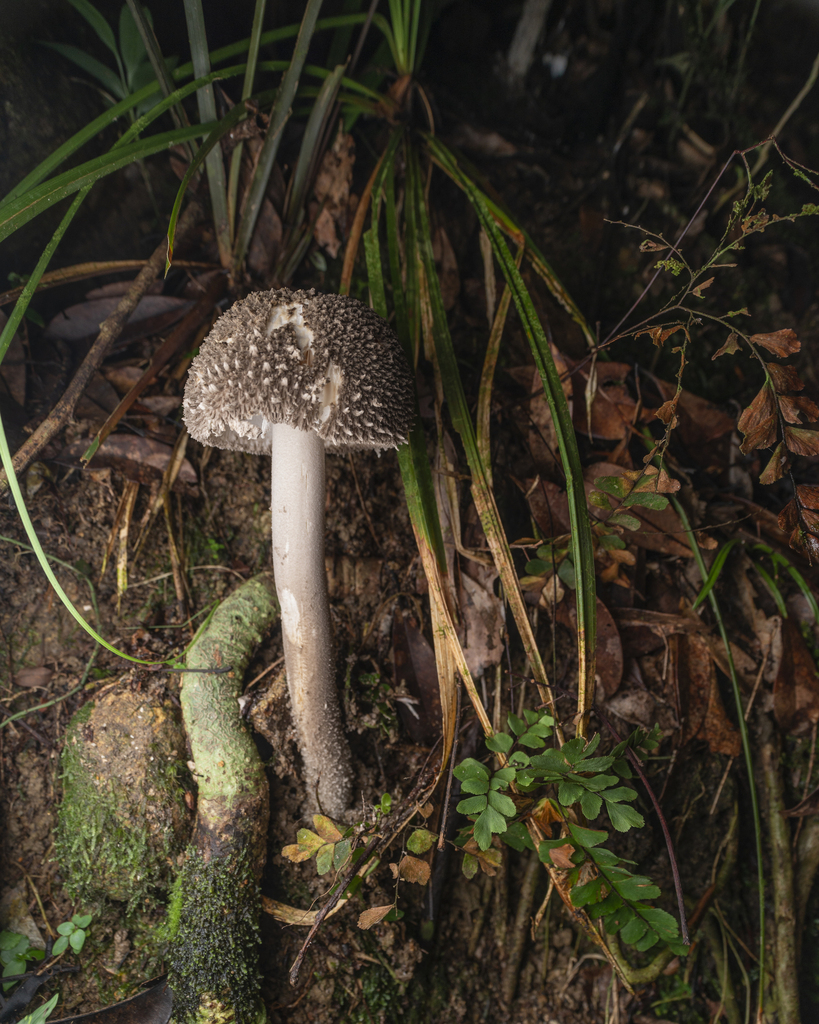 Amanita sinensis · August 2022 · photo: © lawrencehylton (iNaturalist, cc-by)