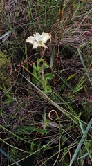 Moraea gawleri