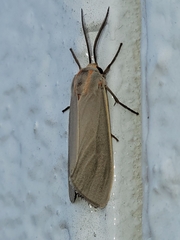 Pygarctia pterygostigma