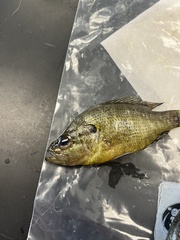 Lepomis gulosus
