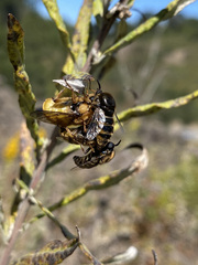 Ocnaea