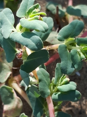 Euphorbia peplis