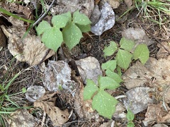 Nabalus trifoliolatus