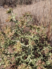 Echinophora spinosa