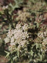 Echinophora spinosa