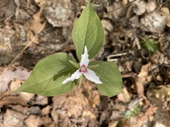 Trillium undulatum