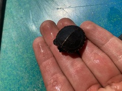 Chrysemys picta picta