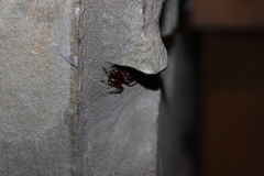 Dysderidae
