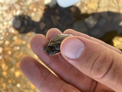 Chrysemys picta picta