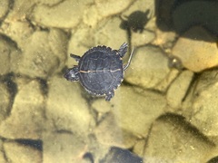 Chrysemys picta picta