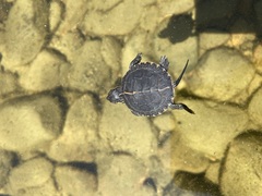 Chrysemys picta picta