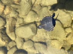 Chrysemys picta picta