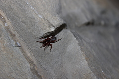 Dysderidae