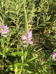 Physostegia virginiana