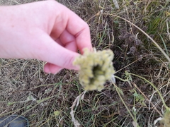 Daucus