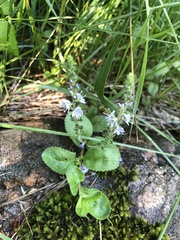 Veronica officinalis