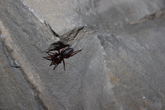 Dysderidae