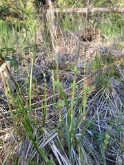 Equisetum sylvaticum
