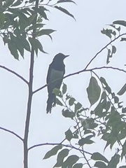 Copsychus mindanensis