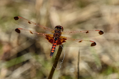 Celithemis elisa
