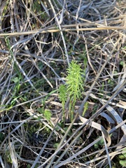 Equisetum sylvaticum