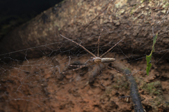Psechrus