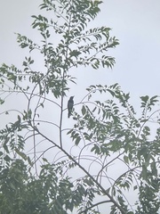 Copsychus mindanensis