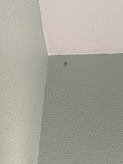 Evania appendigaster