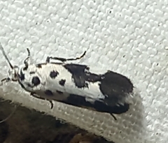 Ethmia quadrillella
