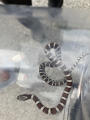 Lampropeltis triangulum