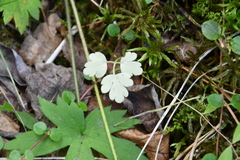 Adoxa moschatellina