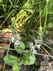 Veronica officinalis