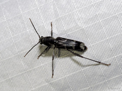 Xylotrechus javanicus
