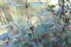 Shepherdia canadensis