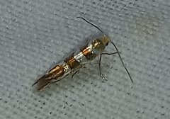 Argyresthia goedartella