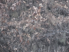 Phasianus colchicus