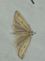 Agriphila inquinatella