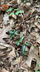 Chimaphila maculata