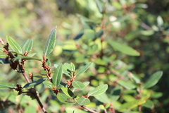 Shepherdia canadensis