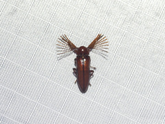 Callirhipidae