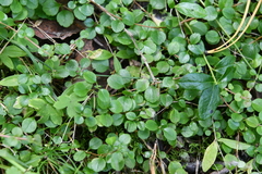 Linnaea borealis