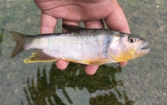 Opsariichthys pachycephalus