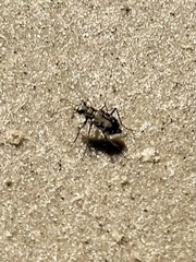 Cicindela repanda