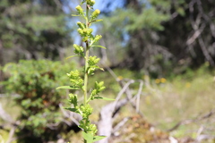Solidago squarrosa