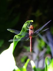 Diplacodes bipunctata