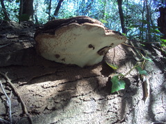 Ganoderma