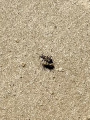Cicindela repanda